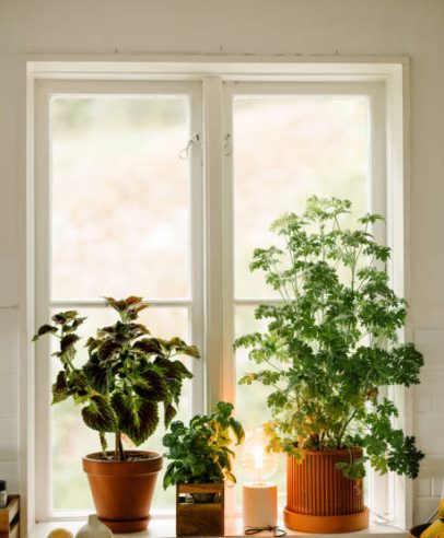 Plants by the window